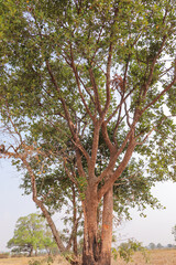 Fototapeta premium Majestic Tree Standing Tall in Open Landscape