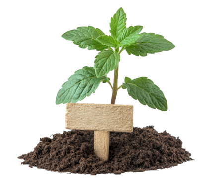 small green plant with leaves growing from dark soil, featuring wooden marker for labeling. This captures essence of gardening and plant care