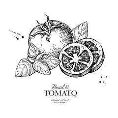 Tomato with basil leaves vector drawing. Whole and sliced tomatoes with basil branch sketch. Hand drawn illustration.