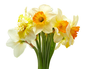 bouquet of white-yellow daffodils isolated on white background. clipping path