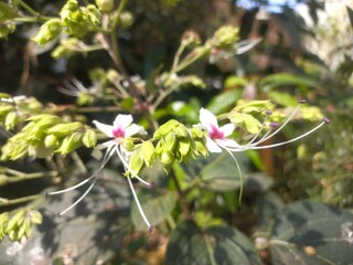 Clerodendrum infortunatum is a flowering shrub or small tree, Clerodendrum flower in plants,Clerodendrum phlomidis is a species of flowering plant in the Lamiaceae family. This plant is used in Ayurve