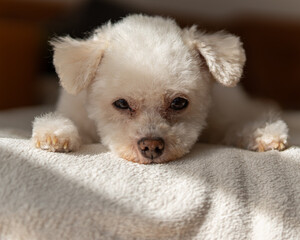 Hund in Sonne und Schatten