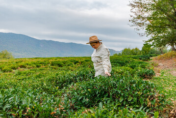 female farmer watches over tea plantations in the mountains