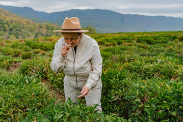 female farmer watches over tea plantations in the mountains