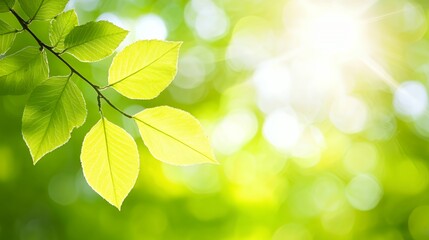 Naklejka premium Bright Green Leaves on Branch Sunlight Background