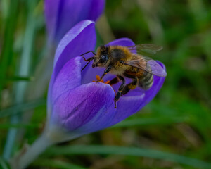 Biene an Krokus