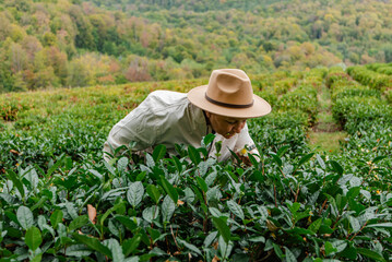 female farmer watches over tea plantations in the mountains