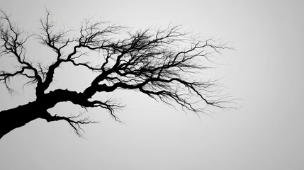 Obraz premium Silhouetted branches reaching out against a pale backdrop