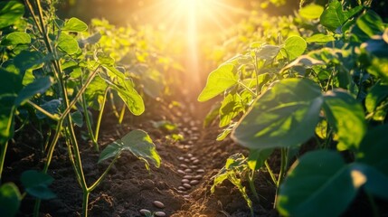 A rustic scene of bean plants growing in a garden, with sunlight filtering through the leaves, showcasing the natural environment where beans thrive