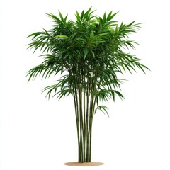Fototapeta premium Lush Green Bamboo Plant with Vibrant Leaves Isolated on White Background