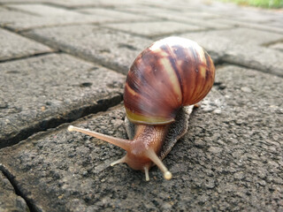a close-up of a snail with a striped brown shell showing the details of its body texture and the grace of its slow movements