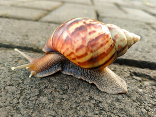 The beauty of a snail crawling on a rock face. The snail's shell is a mottled brown with a unique texture