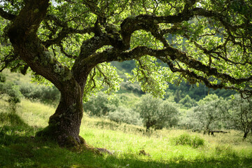 A majestic tree with sprawling branches and lush green leaves, set in a serene landscape. Sunlight filters through the leaves, creating a tranquil atmosphere in a grassy meadow. 