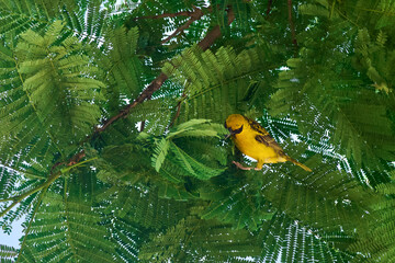 The Yellow Village Weaver, also known as the Serin du Cap, in Mauritius