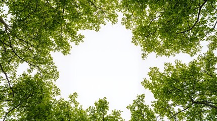 Overhead View of Lush Green Leaves and Branches Against a Bright White Sky