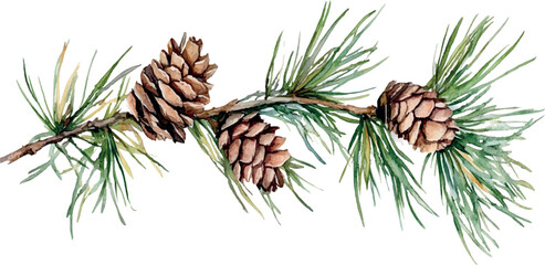 watercolor illustration pine cones on a branch