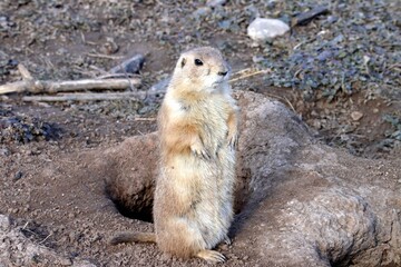 chien de prairie