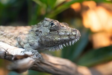 Close-up of a reptile perched on a branch with blurred green foliage background.