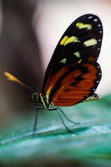 Close-up of a vibrant butterfly perched on a leaf, showcasing its colorful wings in detail.