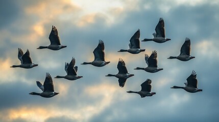 Obraz premium A flock of ducks glides through the air in perfect V-shaped formation, silhouetted against a backdrop of soft twilight clouds. Their wings beat steadily, embodying freedom and nature's harmony