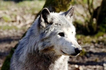 Obraz premium loup