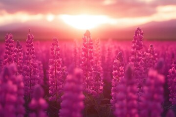 Naklejka premium Vibrant sunset illuminating a field of blooming pink flowers, creating a serene and picturesque landscape.