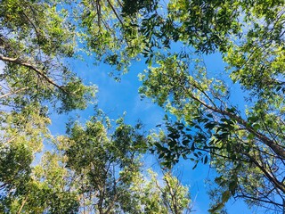 Natural view of the trees & clouds from the ground