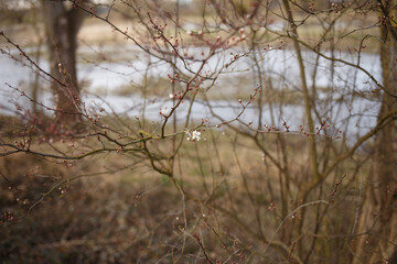 a close-up view of tree branches with small buds and a few blooming flowers. background is blurred, natural setting, the transition period in nature when plants start to awaken from winter dormancy