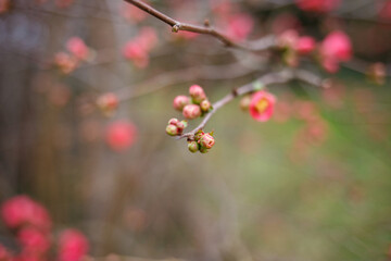 blooming trees. spring branches. the beginning of spring. Thin branches with fresh pink flowers in early spring. Macro shot of natural springtime growth. Spring season and nature concept for design