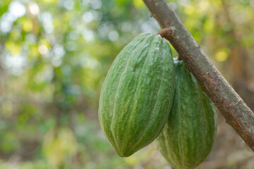 Green Cocoa pods grow on tree. The cocoa tree ( Theobroma cacao ) with fruits.