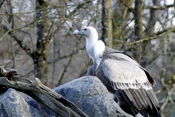 vautour