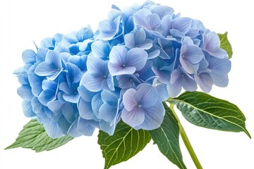 A bright blue hydrangea cluster with soft petals, isolated