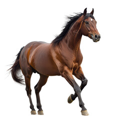 Obraz premium calamansi crush isolated on transparent png