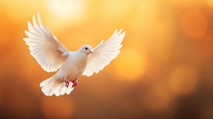 An elegant white dove soaring gracefully with its wings spread wide against a backdrop of soft golden hues, capturing a moment of beauty in nature.