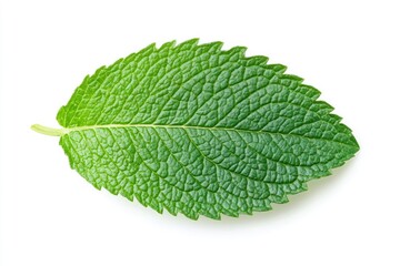 A bright green mint leaf with textured details, isolated
