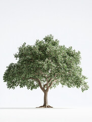 Obraz premium A lush green oak tree on a pure white background
