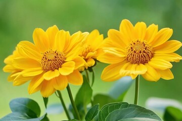 Heliopsis: Beautiful Delicate Flower Garden in Full Bloom with Copy Space