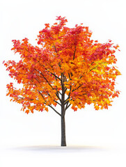 A realistic isolated maple tree with autumn-colored