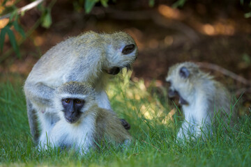 Vervet monkey (Chlorocebus pygerythrus) at Augrabies Falls National Park, Northern Cape. South Africa.