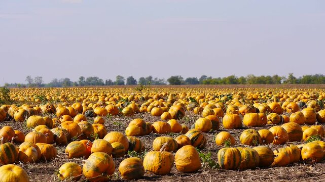 Reife, orange K&uuml;rbisse auf dem Feld warten auf die Ernte, Ungarn
