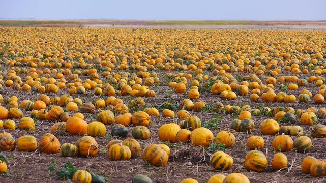 Reife, orange K&uuml;rbisse auf dem Feld warten auf die Ernte, Ungarn