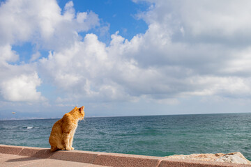 Gato atigrado observando el mar sentado sobre un muro de piedra