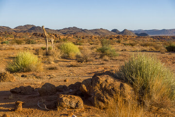 Slender milk bush (Euphorbia dregeana) and South African giraffe or Cape giraffe (Giraffa giraffa...