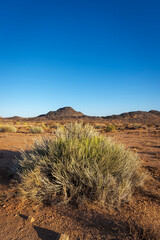 Slender milk bush (Euphorbia dregeana) at Augrabies Falls National Park, Northern Cape. South Africa.