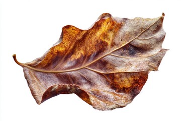 Fototapeta premium A brown curled leaf showing signs of decay, isolated