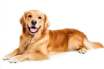 Portrait of a dog on a white background