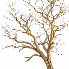 Dry tree branches create stark, yet artistic, composition against crisp white backdrop, evoking sense of peaceful stillness