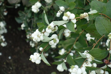 Multiple white berries in the leafage of Symphoricarpos albus in September