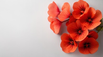Obraz premium Delicate soft orange flowers are gracefully arranged on a white surface, evoking a sense of calm and emphasizing the beauty of simplicity in nature's design.