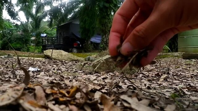 someone's hand is picking up dry leaves